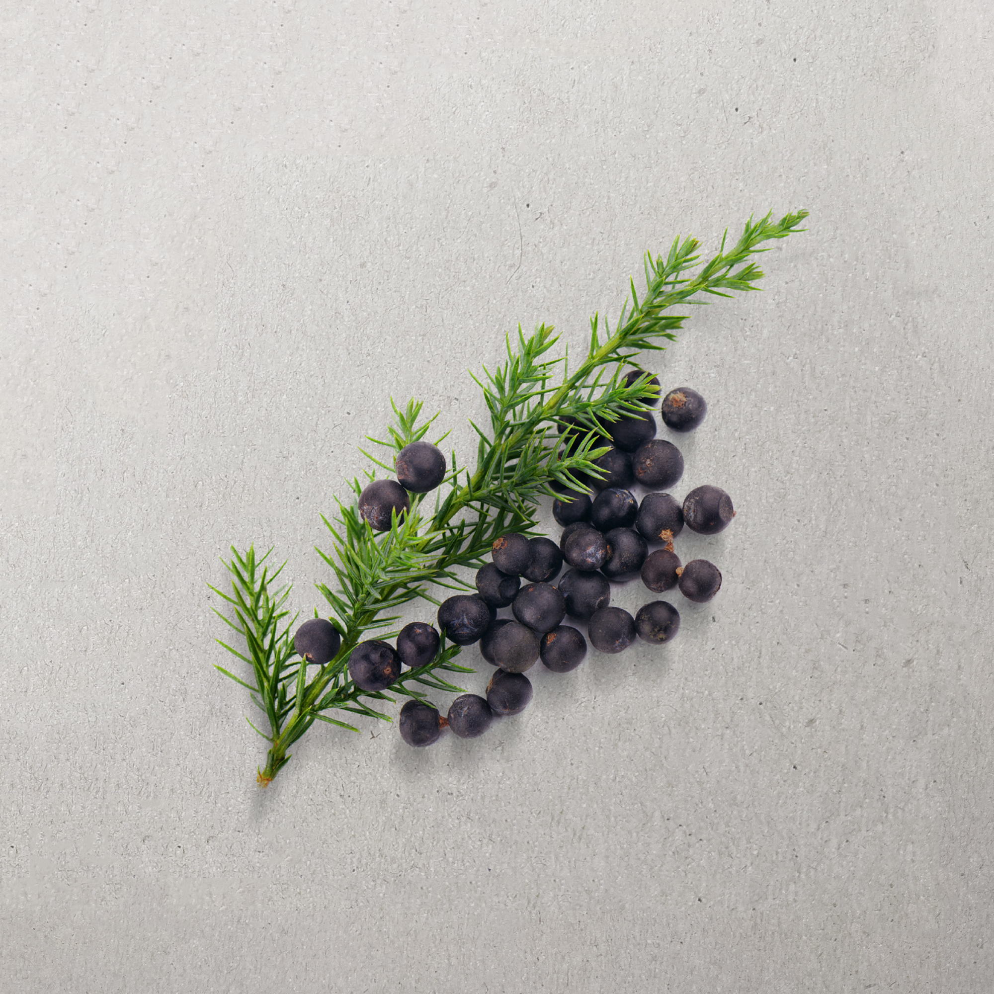 Juniper Berry