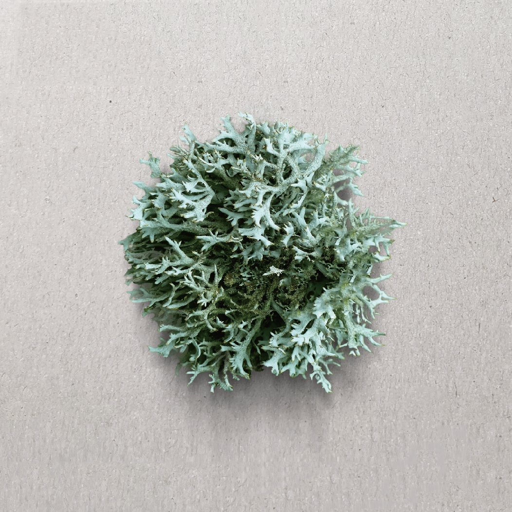 Lichen ( Sodium Usnate )