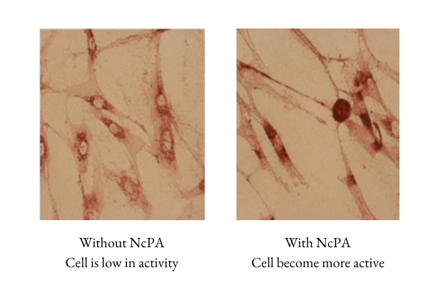 NcPA-juliArt-formula